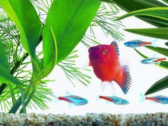 _editor_aqarium_red_fish_res.jpg